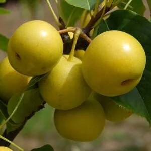 Asian Pear (Pyrus pyrifolia) *Multiple Varietals Available Asian Pear (Pyrus pyrifolia) *Multiple Varietals Available